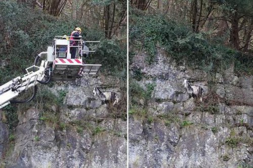 英國一山羊被困懸崖及時獲消防員營救