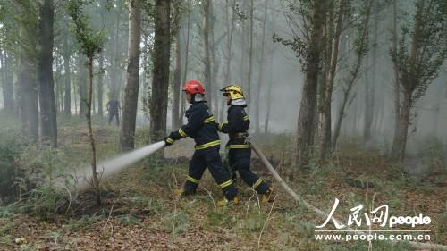 楊絮著火引燃近千平方樹林 阿勒泰消防緊急處置