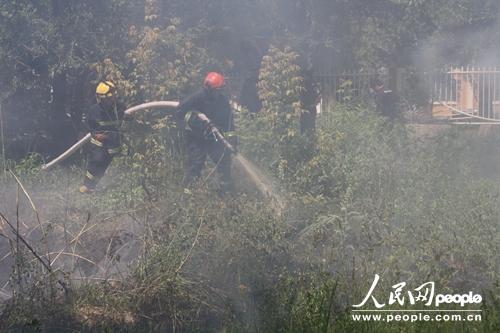 楊絮著火威脅白樺林 新疆阿勒泰消防緊急處置