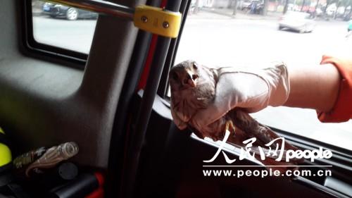 北京市大兴消防支队成功营救国家二级保护动物